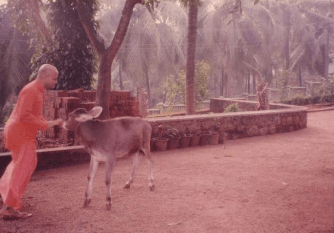 Nutan Swamiji playing with one of the pet calves